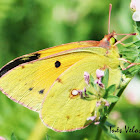 Clouded Yellow