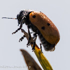 6-spot Leaf Beetle