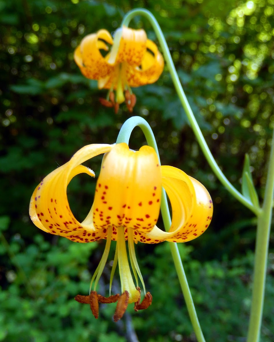 Tiger Lily