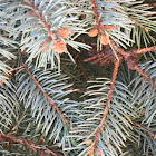 Blue Spruce