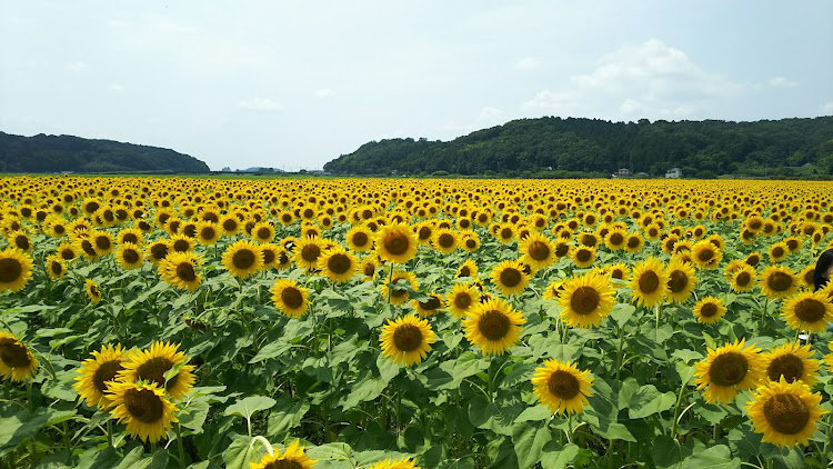 の投稿画像2枚目