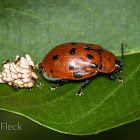 Tortoise Beetle