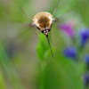 Bee-fly; Mosca Abeja