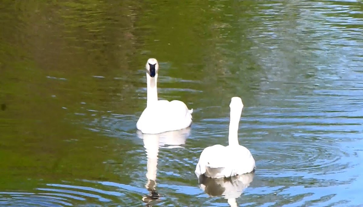 Trumpeter Swan