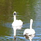 Trumpeter Swan