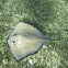 Southern stingray