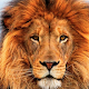 Download Imagenes de Leones For PC Windows and Mac 1.0