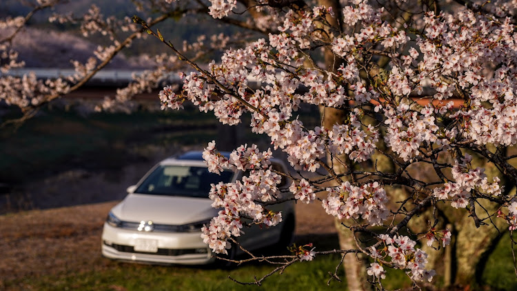 ゴルフトゥーランのサクラと愛車・広島・ingo noak tuning・カメ活・朝活に関するカスタム事例の投稿画像3枚目