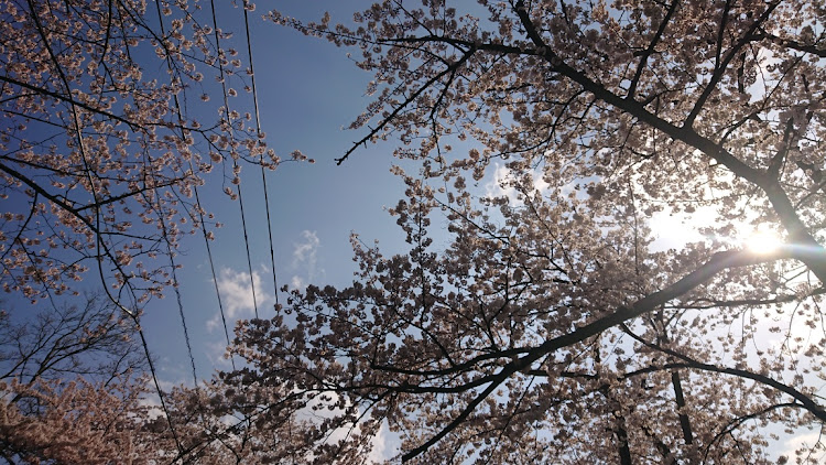 Z3 ロードスターの海津大崎🌸・桜並木🌸・琵琶湖・竹生島・奥琵琶湖パークウェイに関するカスタム事例の投稿画像2枚目