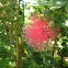 unidentified Calliandra flower