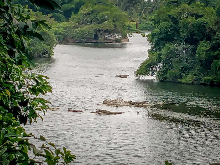 ranganathittu bird sanctuary