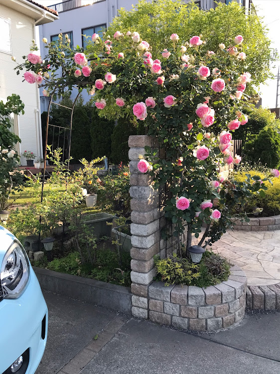 トゥインゴの薔薇も車も手を掛けると応えるんですね・いつもイイネ&コメントありがとうございます🙇‍♂️に関するカスタム事例の投稿画像1枚目