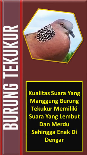 ?Kicau Perkutut?Masteran Gacor Lengkap