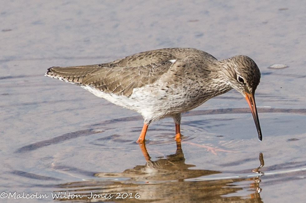 Redshank; Archibebe Común