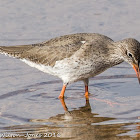 Redshank; Archibebe Común