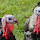 Turkey HD Wallpapers Animal Theme