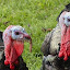 Turkey HD Wallpapers Animal Theme