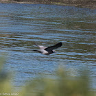 Woodpigeon