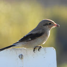 Northern shrike (juvenile)