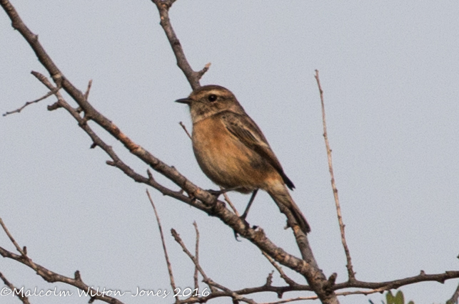 Stonechat; Tarabilla Común