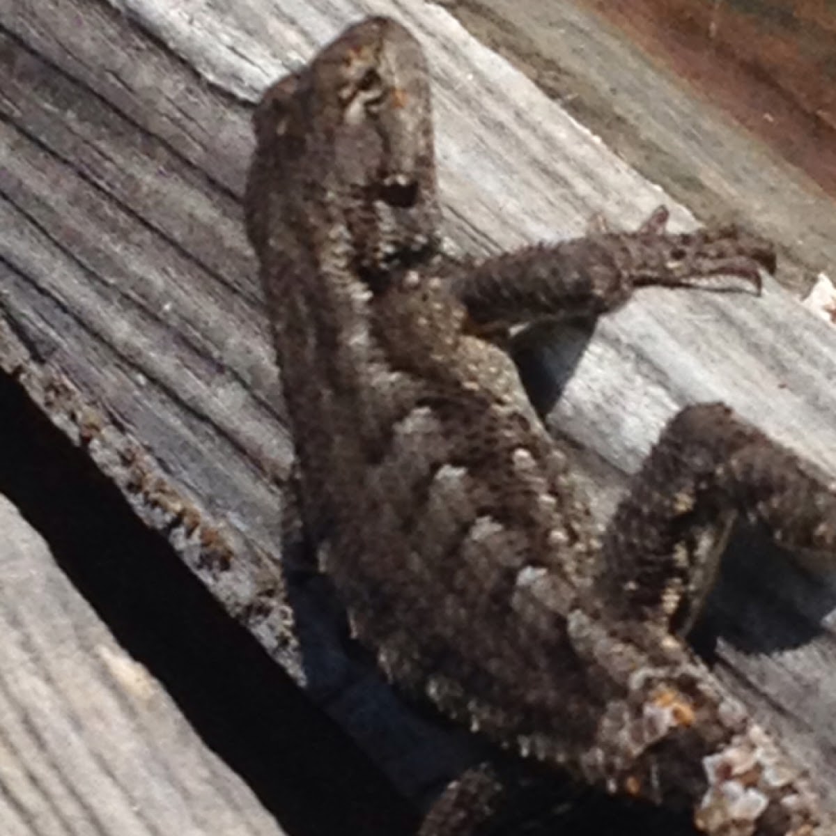 Eastern fence lizard