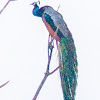 Indian peafowl, blue peafowl, common peafowl (m. Peacock)