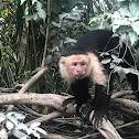 Central America Squirrel monkey