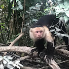 Central America Squirrel monkey