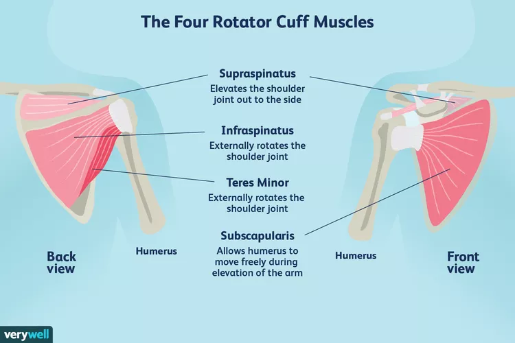 Rotator Cuff Injuries - Move Osteopathy