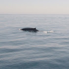 Fin Whale