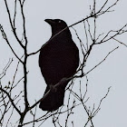 Carrion Crow