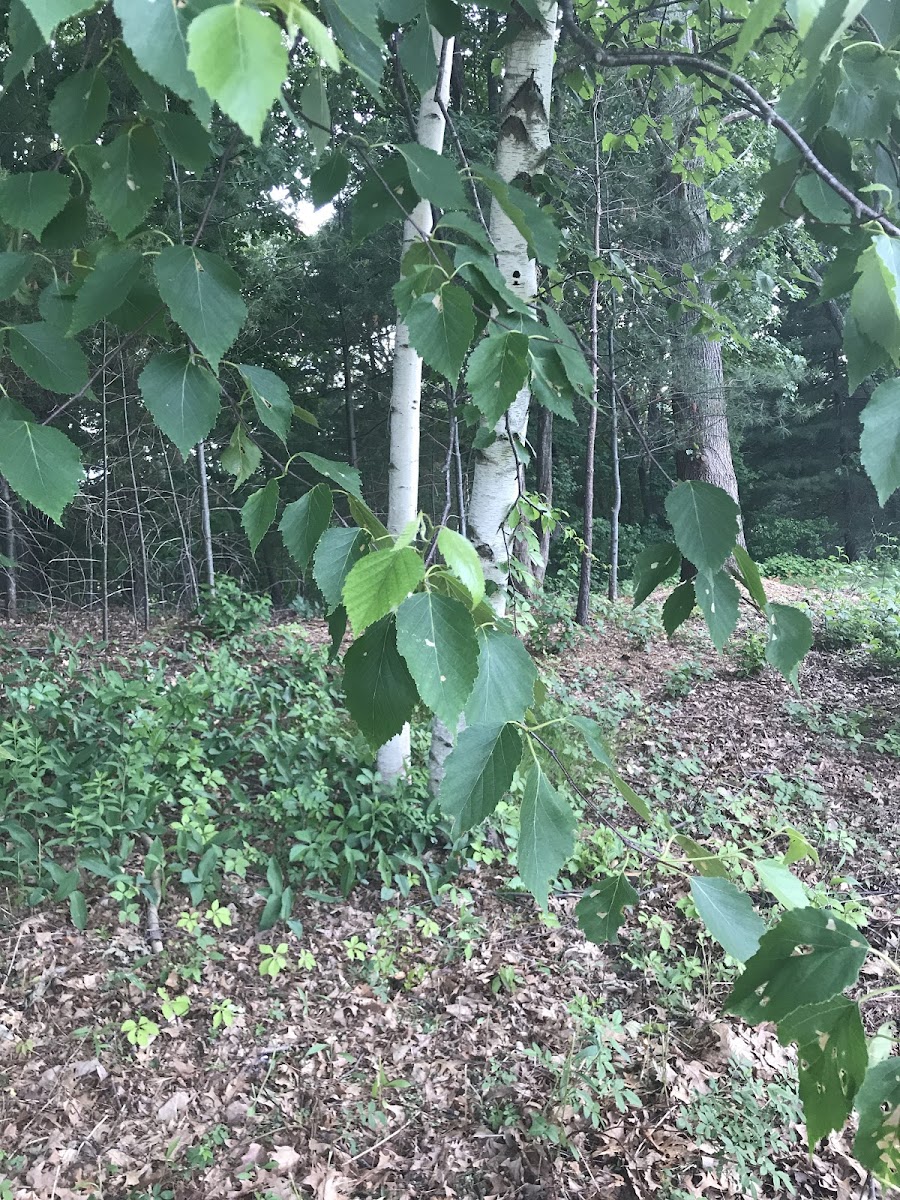 European White Birch