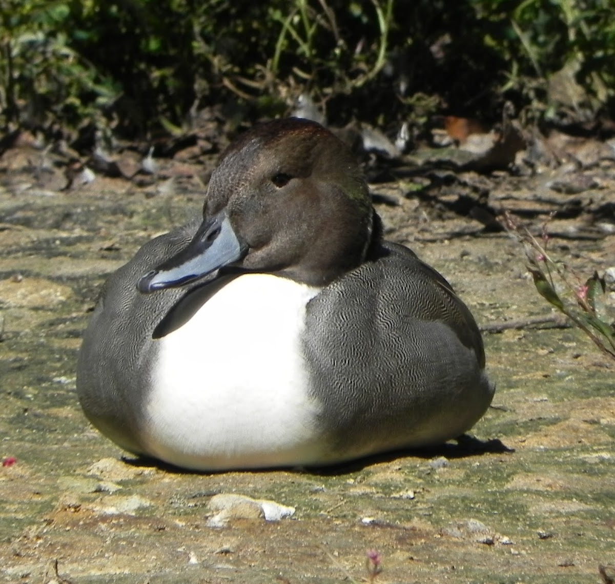 Northern Pintail