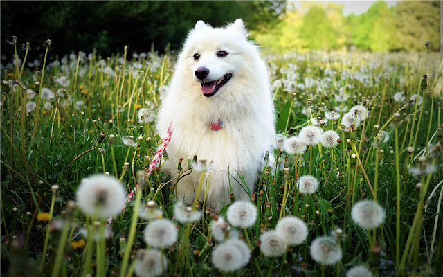 samoyed Themes & New Tab