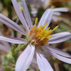 Aster