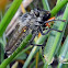 Robber Fly ID?