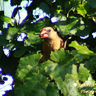 Northern Cardinal (female)