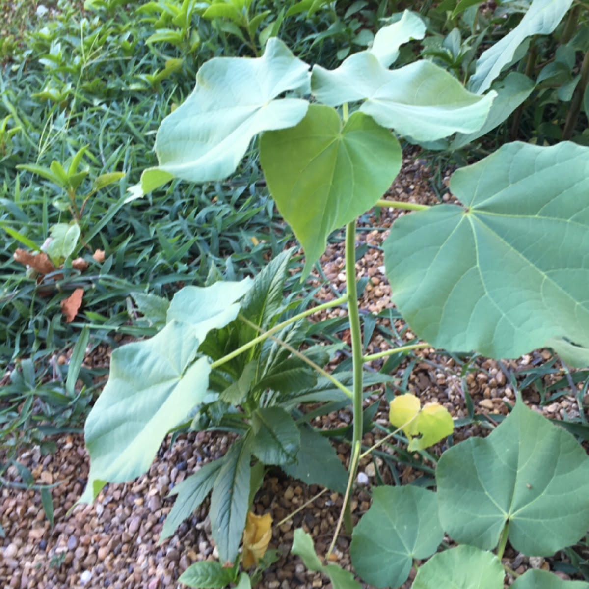 Velvet Leaf