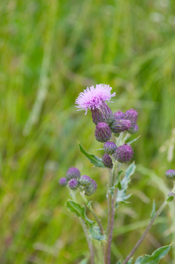 European Swamp Thistle