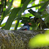 Slaty-tailed Trogon