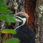 Pileated woodpecker (j/m)