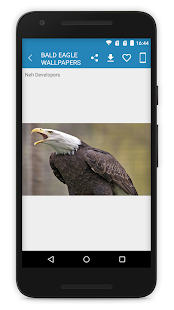 Bald Eagle Wallpapers 2019(圖3)-速報App