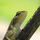 Oriental Garden Lizard