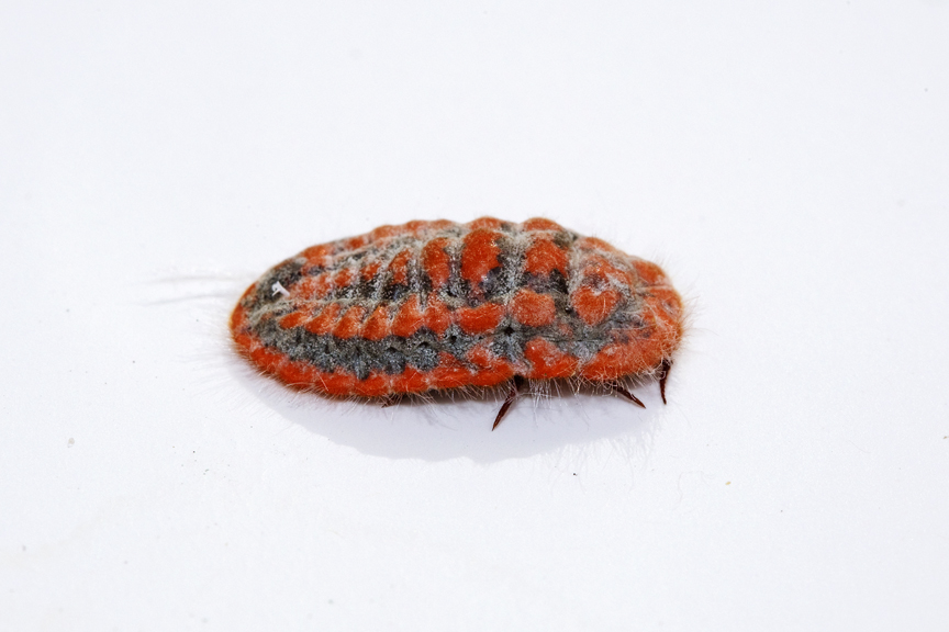 Australian Giant Scale Insect