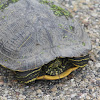 Red-eared Slider