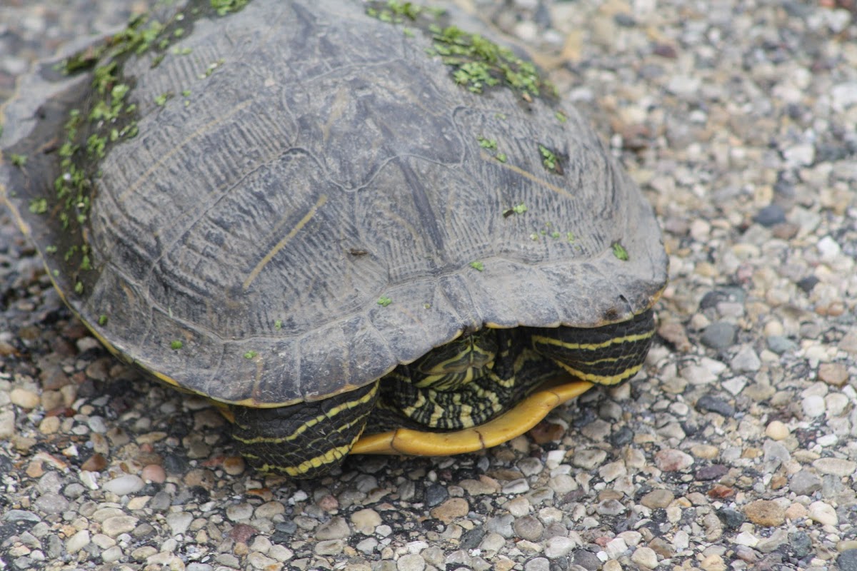 Red-eared Slider