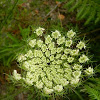 Wild carrot