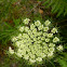 Wild carrot