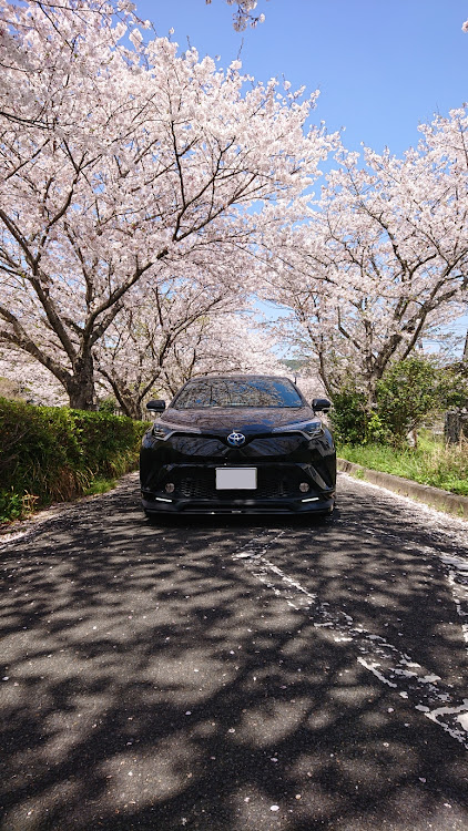 C-HRの桜に関するカスタム事例の投稿画像2枚目