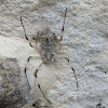 Ornamental Tree-trunk Spider